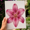 Pink lilies